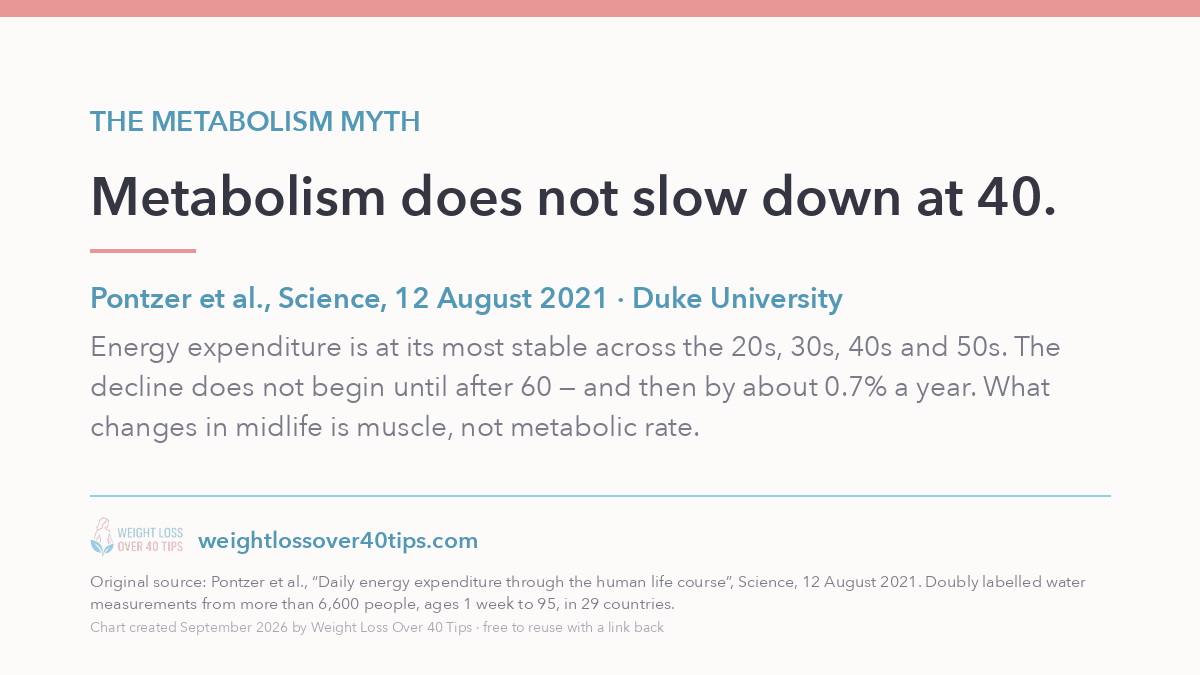 25 Weight Loss Statistics for Women Over 40 (2026) Card: metabolism does not slow down at 40. Energy expenditure is most stable across the 20s, 30s, 40s and 50s, and declines only after 60, by about 0.7% a year