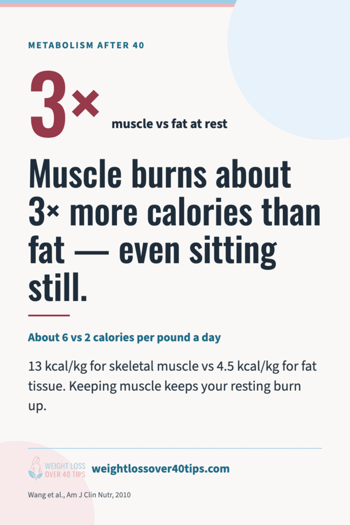 Why Is It So Hard to Lose Weight After 40? The Science Explained Chart: at rest, skeletal muscle burns about 13 kcal per kg a day and fat tissue about 4.5 — roughly 3 times more (Wang et al., Am J Clin Nutr, 2010)